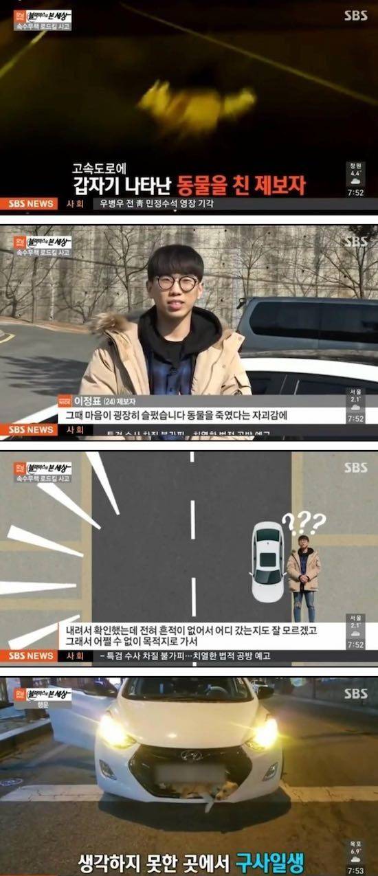 고속도로에서 동물을 쳤습니다 | 인스티즈