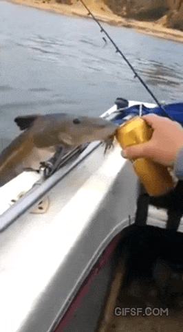 맥주 한캔으로 생선 비린내 제거하기.gif | 인스티즈