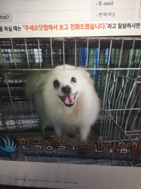 안락사 1일전 아기들 임보나 분양가능하신분 | 인스티즈