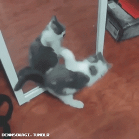 거울과 싸우는 고양이 | 인스티즈