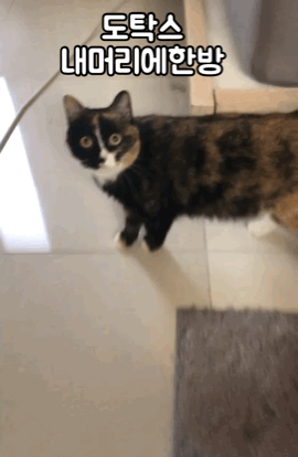 주인이 와서 좋아죽는 강아지 | 인스티즈