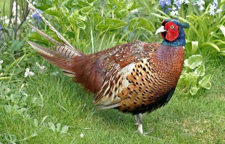 몸에도 좋고 맛있는 닭 | 인스티즈