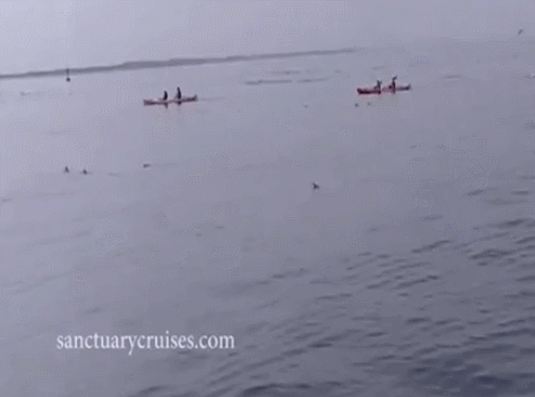 고래가 덮치는 장면 | 인스티즈