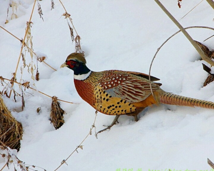 몸에도 좋고 맛있는 닭 | 인스티즈