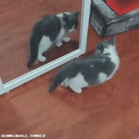거울과 싸우는 고양이 | 인스티즈