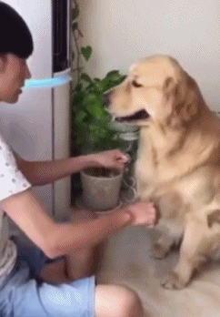 자기전 개 고양이 모음 | 인스티즈