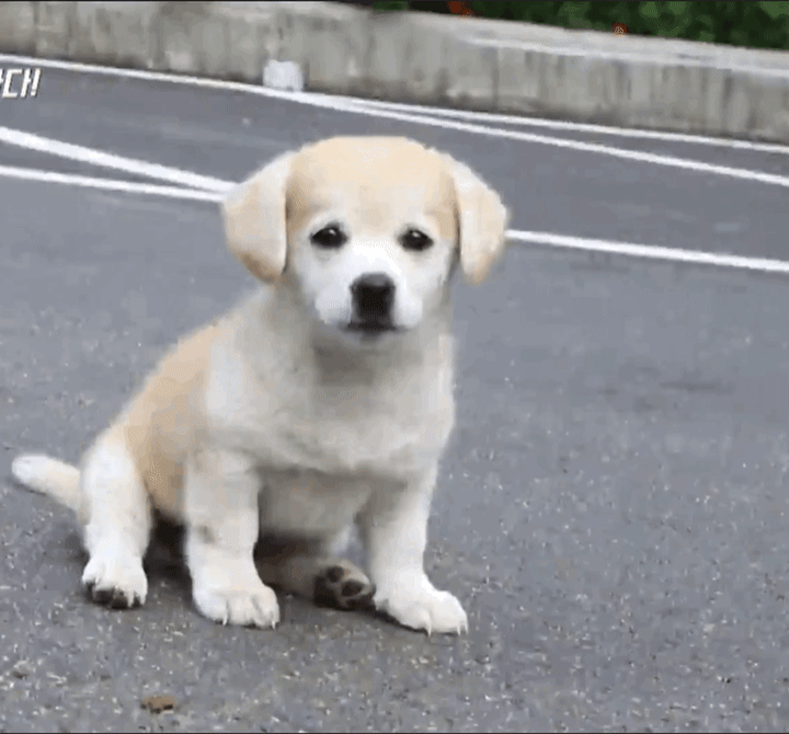 개인적으로 생각하는 3대귀요미 | 인스티즈