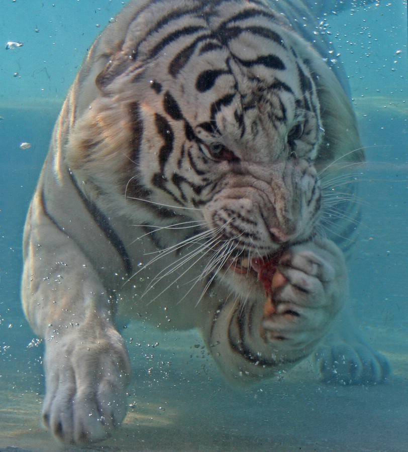 호랑이를 만났을 때 물 속으로 도망치면 어떻게 될까요? | 인스티즈