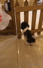 밖에 나가고 싶은 댕댕이 | 인스티즈