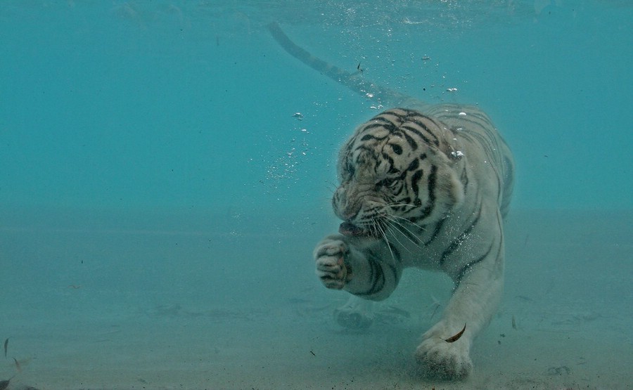 호랑이를 만났을 때 물 속으로 도망치면 어떻게 될까요? | 인스티즈