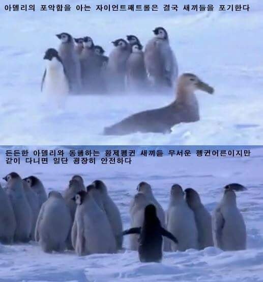 펭귄이 천적을 만났을때 | 인스티즈