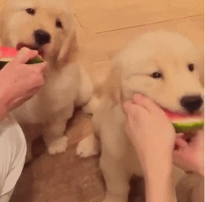 수박먹는 인절미 | 인스티즈