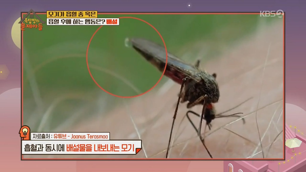 모기가 흡혈중 하는 행동 | 인스티즈