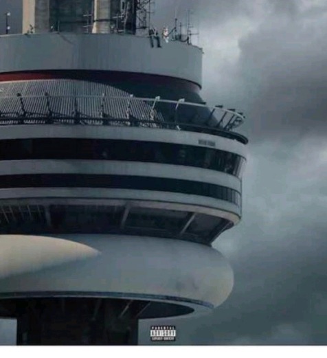 코코넛 나무에 앉은 귀여운 댕댕이 | 인스티즈