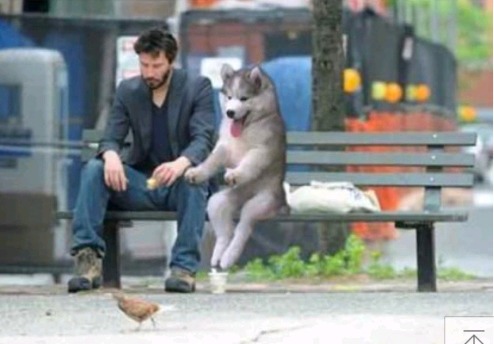 코코넛 나무에 앉은 귀여운 댕댕이 | 인스티즈