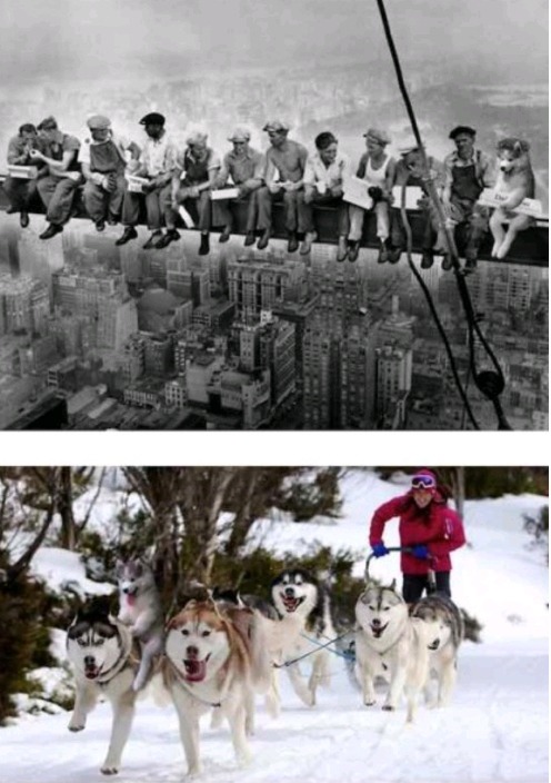 코코넛 나무에 앉은 귀여운 댕댕이 | 인스티즈