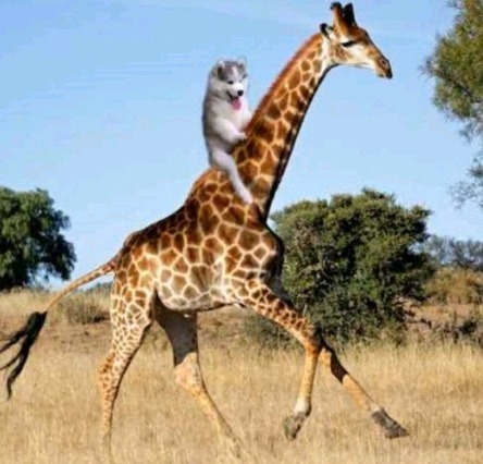 코코넛 나무에 앉은 귀여운 댕댕이 | 인스티즈