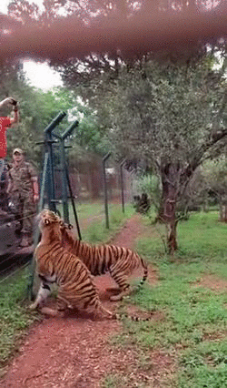 흔한 냥이의 운동능력.gif | 인스티즈