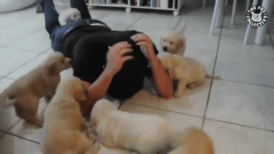 인절미 군단의 공격에 속수무책.gif (유머) | 인스티즈