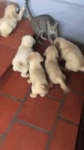 인절미 군단의 공격에 속수무책.gif (유머) | 인스티즈