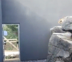 쓸데없이 e스킬 쓰는 야스오 | 인스티즈