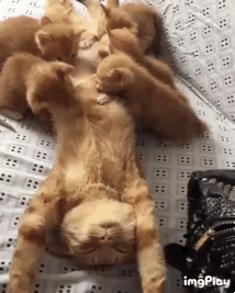 육아에 지친 엄마냥.gif | 인스티즈