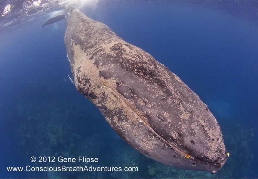 혐주의) 고래에 기생하는 기생충들 | 인스티즈