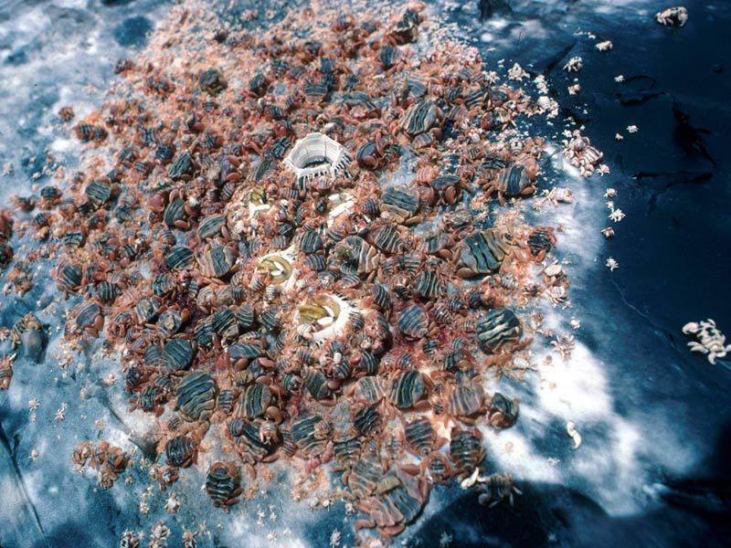 혐주의) 고래에 기생하는 기생충들 | 인스티즈