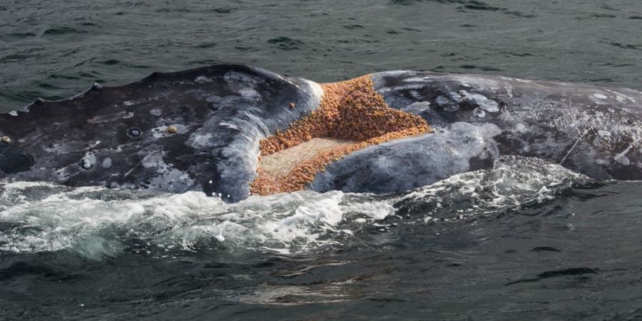 혐주의) 고래에 기생하는 기생충들 | 인스티즈