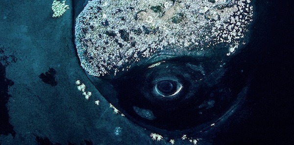 혐주의) 고래에 기생하는 기생충들 | 인스티즈