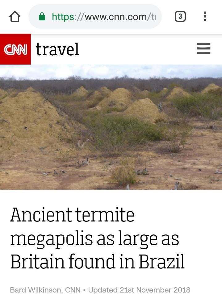 영국만한 크기의 흰개미굴.jpg | 인스티즈