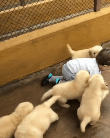 인절미 군단의 공격에 속수무책.gif (유머) | 인스티즈