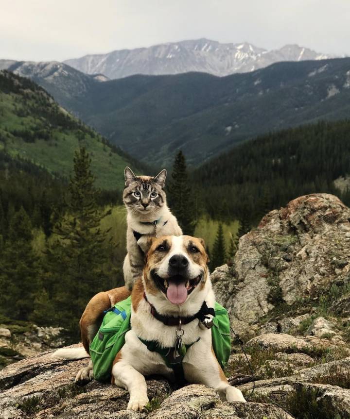강아지와 고양이의 함께한 여행길 | 인스티즈