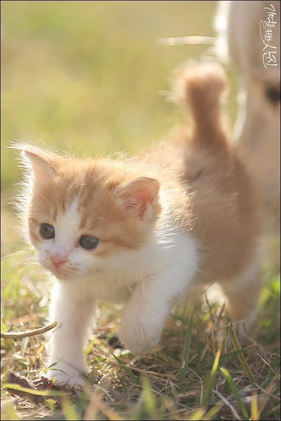 디씨에서 난리난 어느 갤러가 마당에서 찍은 새끼 고양이.jpg | 인스티즈