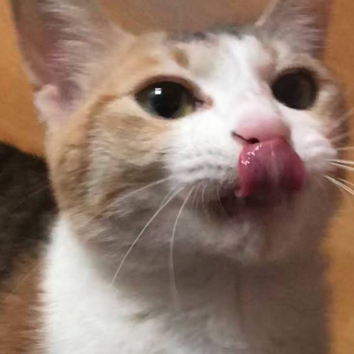 냥이 눈코입 모음 | 인스티즈