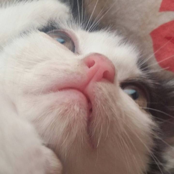 냥이 눈코입 모음 | 인스티즈