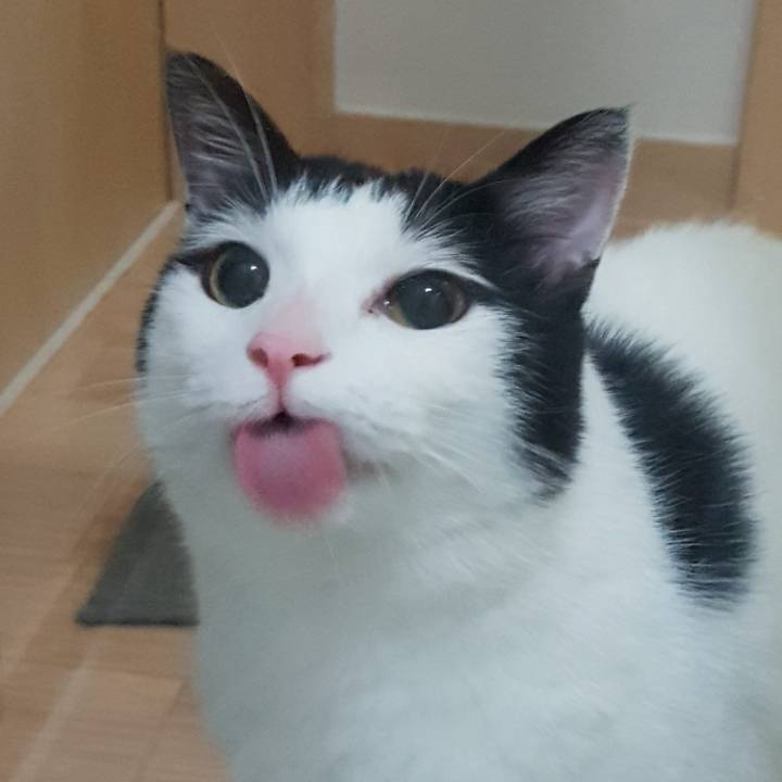 냥이 눈코입 모음 | 인스티즈