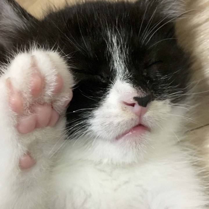 냥이 눈코입 모음 | 인스티즈