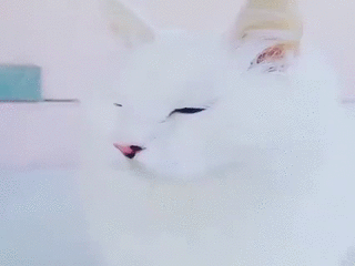 눈이 아름다운 고양이 | 인스티즈