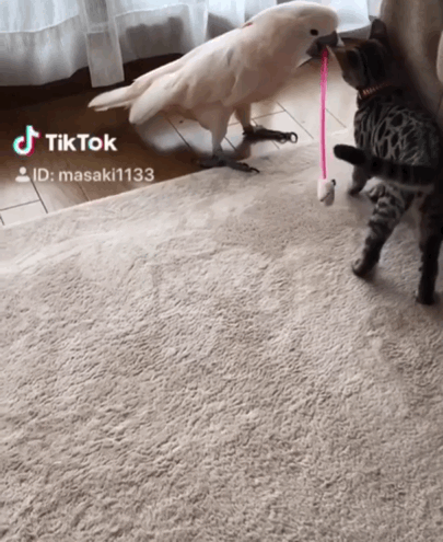 냥형 놀아주는 새형 | 인스티즈