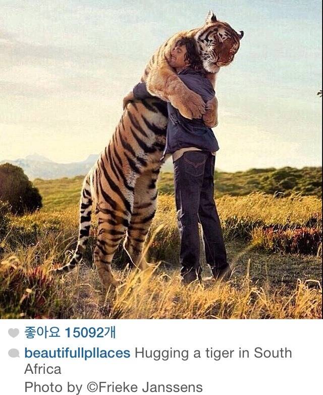 호랑이 친구 | 인스티즈