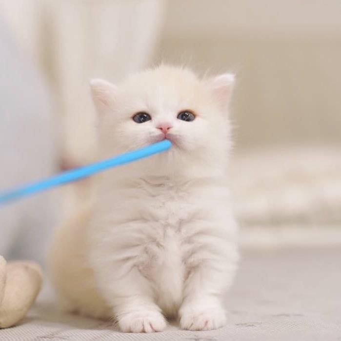 나는 자비가 없다냥 | 인스티즈