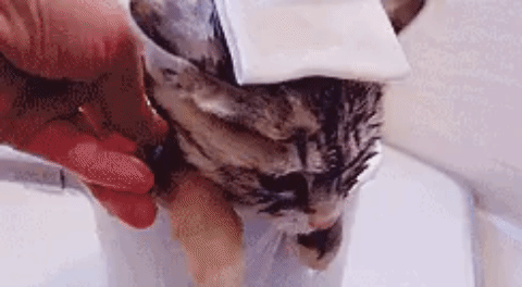 목욕하는 아기냥이 | 인스티즈