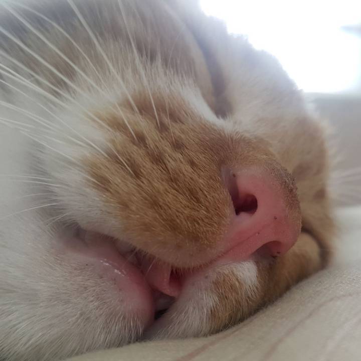 냥이 눈코입 모음 | 인스티즈