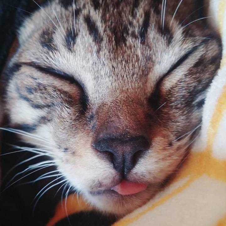 냥이 눈코입 모음 | 인스티즈