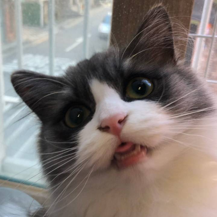 냥이 눈코입 모음 | 인스티즈