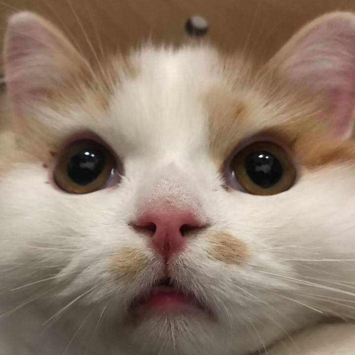 냥이 눈코입 모음 | 인스티즈