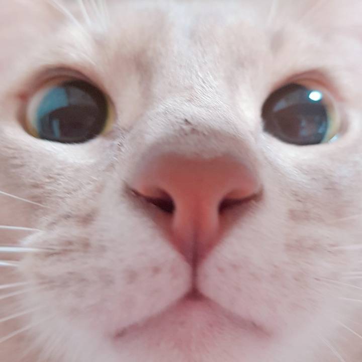 냥이 눈코입 모음 | 인스티즈