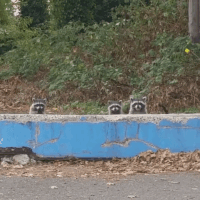 미어라쿤.gif | 인스티즈