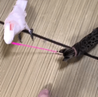 냥형 놀아주는 새형 | 인스티즈